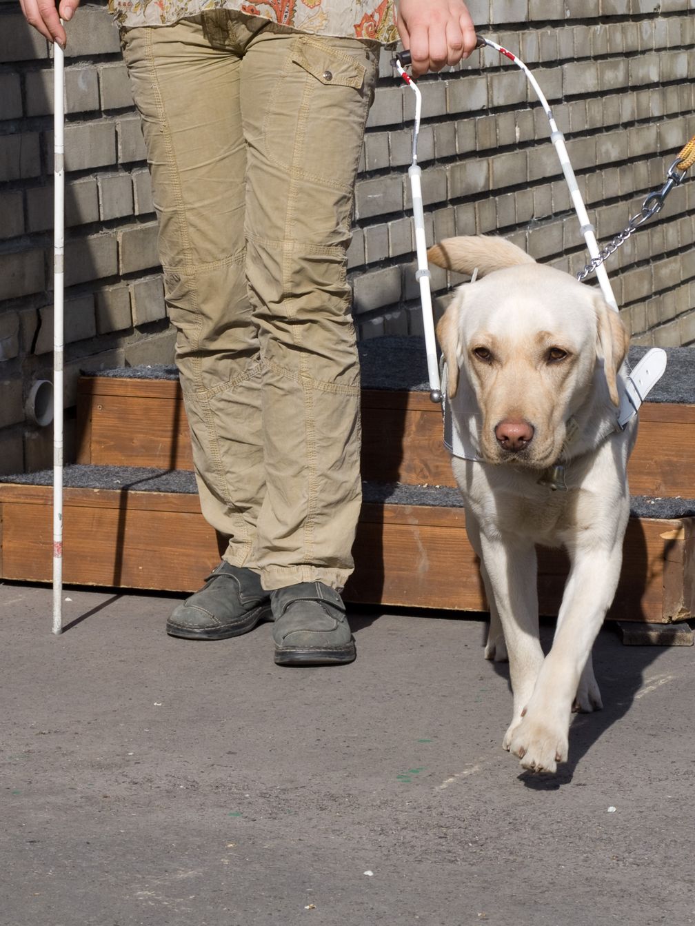 Ein junger Labrador Retriever erlernt das Führen einer blinden Person