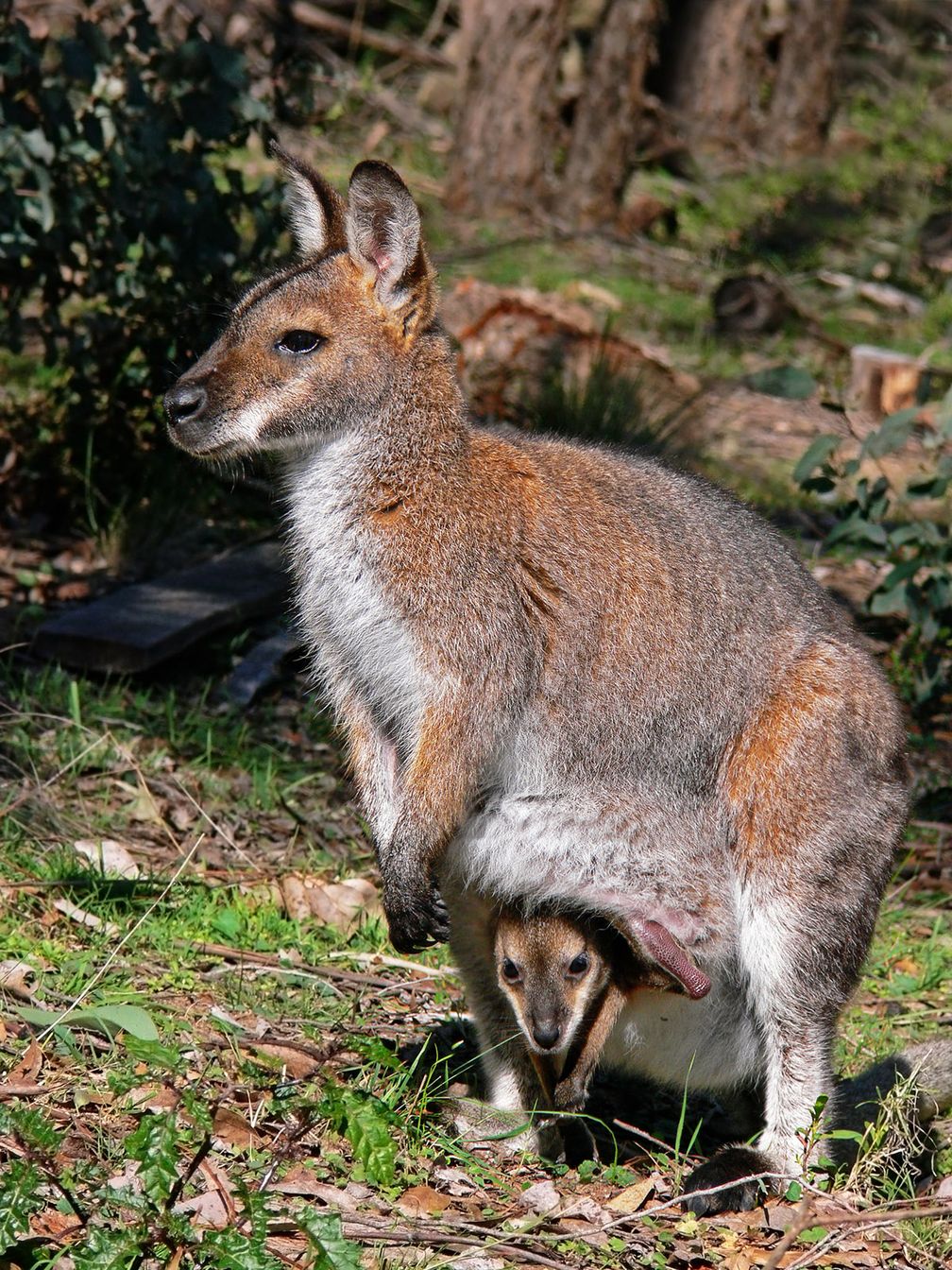 Das Rotnackenwallaby (Macropus rufogriseus) ist eine mittelgroße Känguruart aus der Gruppe der Wallabys. Es gibt zwei Unterarten, M. r. banksianus auf dem australischen Festland und M. r. rufogriseus auf Tasmanien. Die tasmanische Unterart wird Bennett-Wallaby oder Bennett-Känguru genannt.