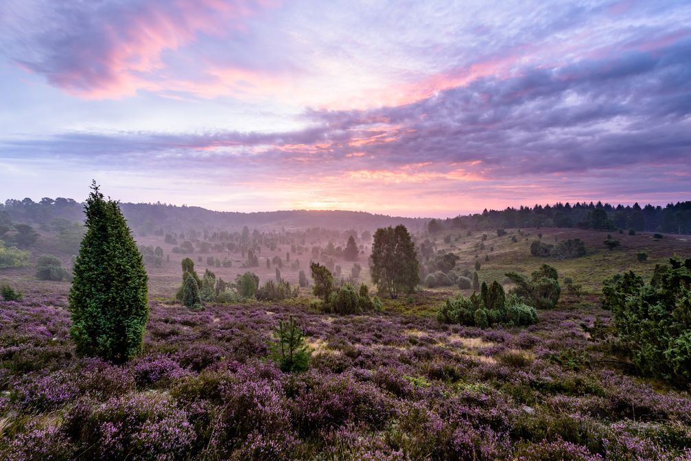 Totengrund nennt sich dieses mystische Tal mitten im Naturpark Lüneburger Heide. Bild: "obs/Katzensprung/© Lüneburger Heide"