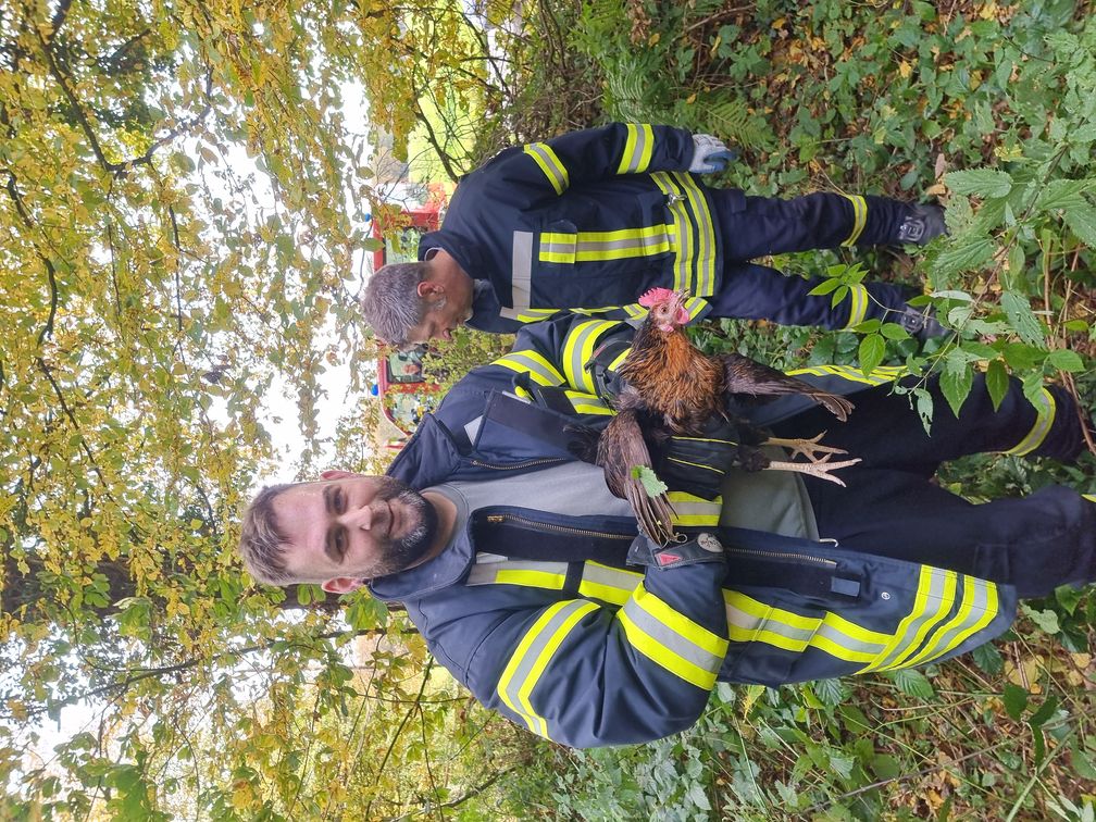 Es wurde Hühnerfutter organisiert und Transportboxen von der Innenstadtwache nachgeführt und unter hohem körperlichen Einsatz versucht die Tiere einzufangen.