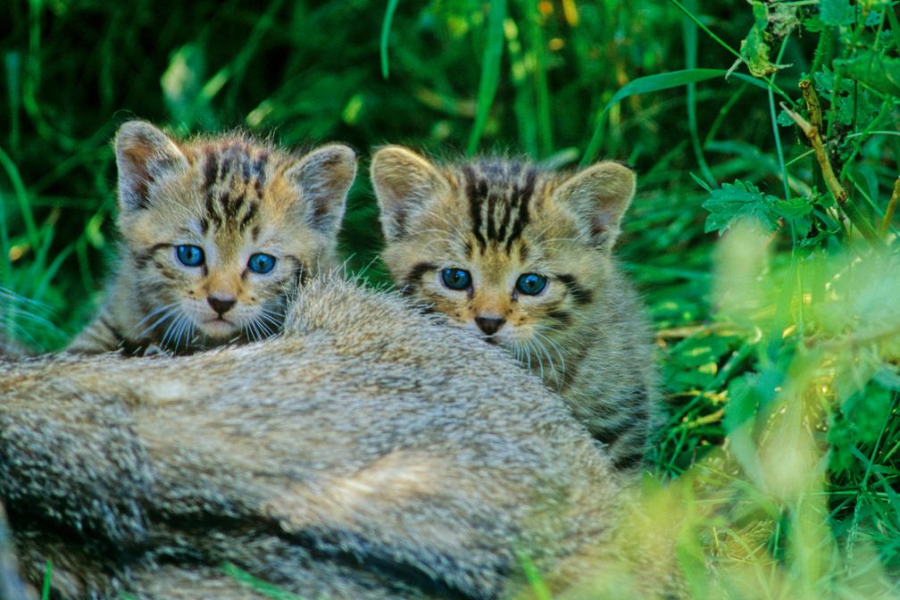 Junge Wildkätzchen im Wald Bild: "Thomas Stephan / BUND"