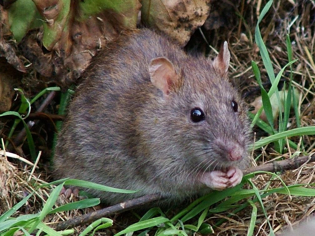 Wanderratte (Rattus norvegicus)