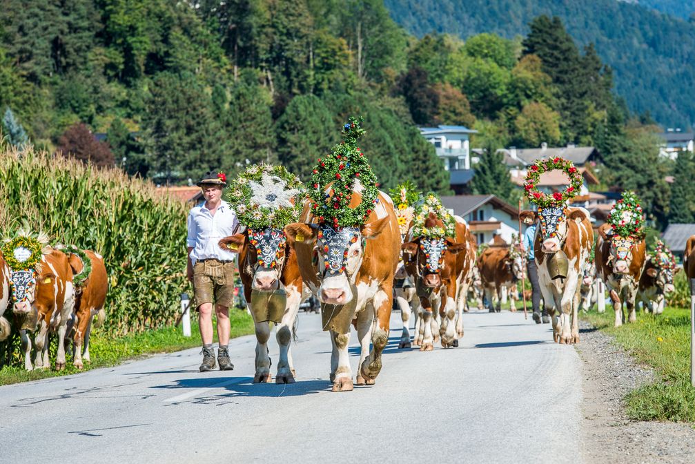 Die Sommerfrische ist vorüber: Festlich geschmückt kehren die Kühe zurück ins Tal.