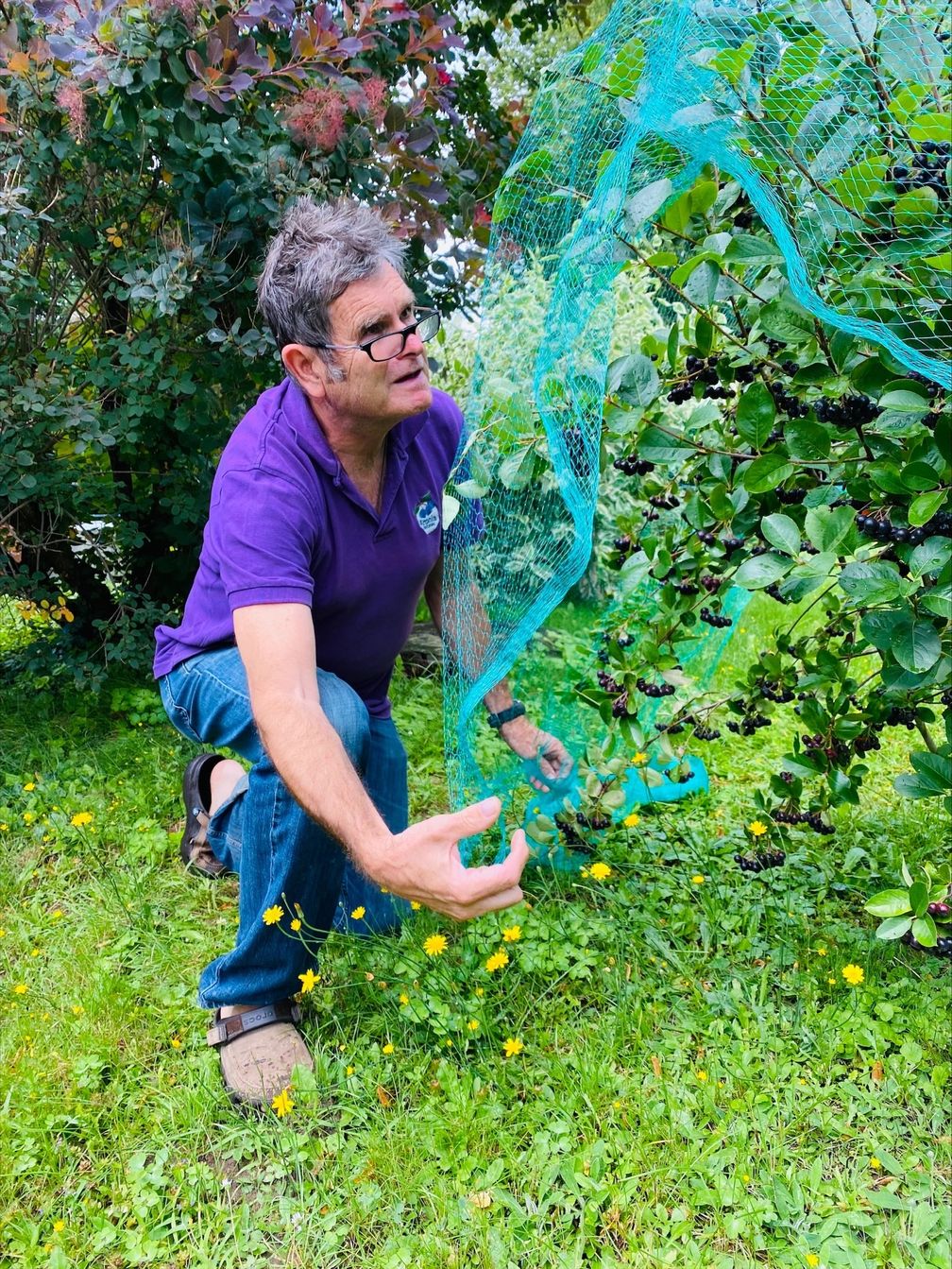 Vögel lieben reife Aroniabeeren Bild: Aronia Original Naturprodukte GmbH Fotograf: Netti Hetsch