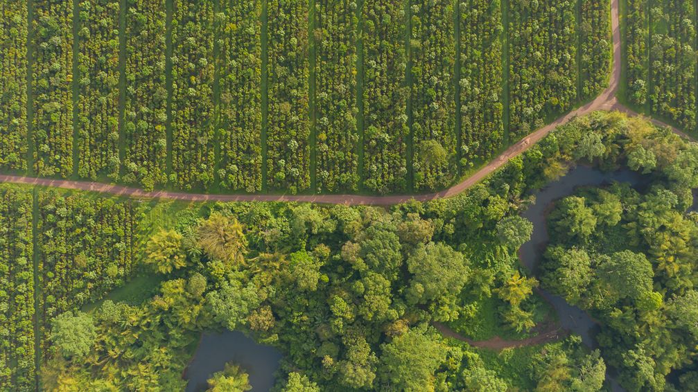 Kakaoanbau im Agroforstsystem. Eine Mischkultur, die der Artenvielfalt und dem Klima nutzt.  Bild: Alfred Ritter GmbH & Co. KG Fotograf: Alfred Ritter GmbH & Co. KG