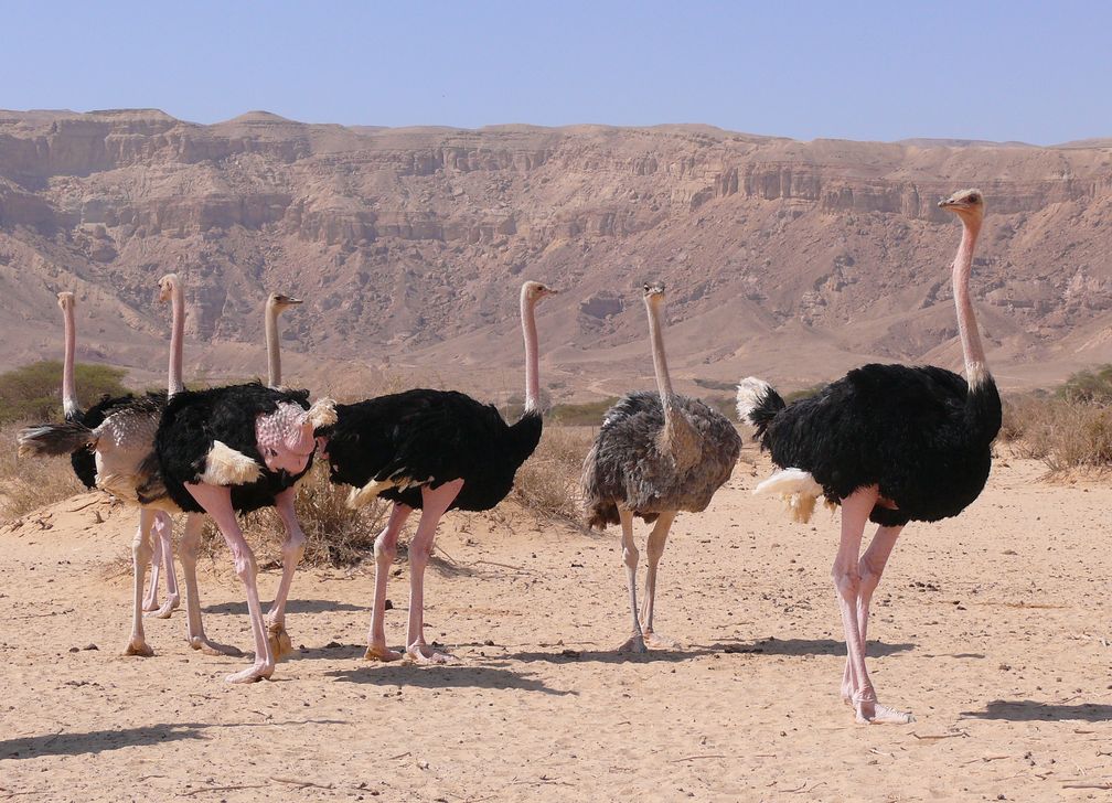 Afrikanische Strauße (Struthio camelus)