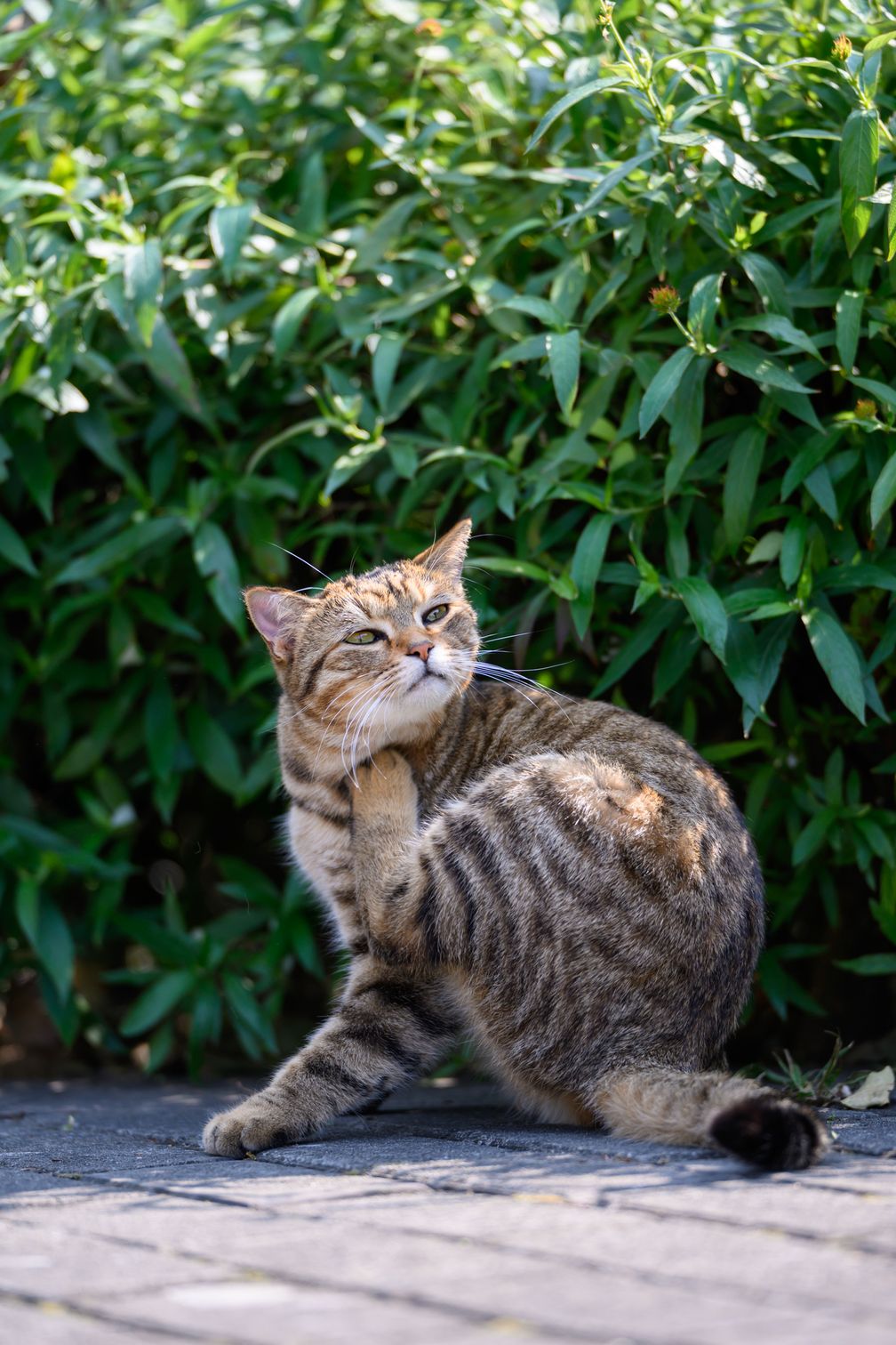Flohstiche-k-nnen-bei-Katzen-Allergien-ausl-sen