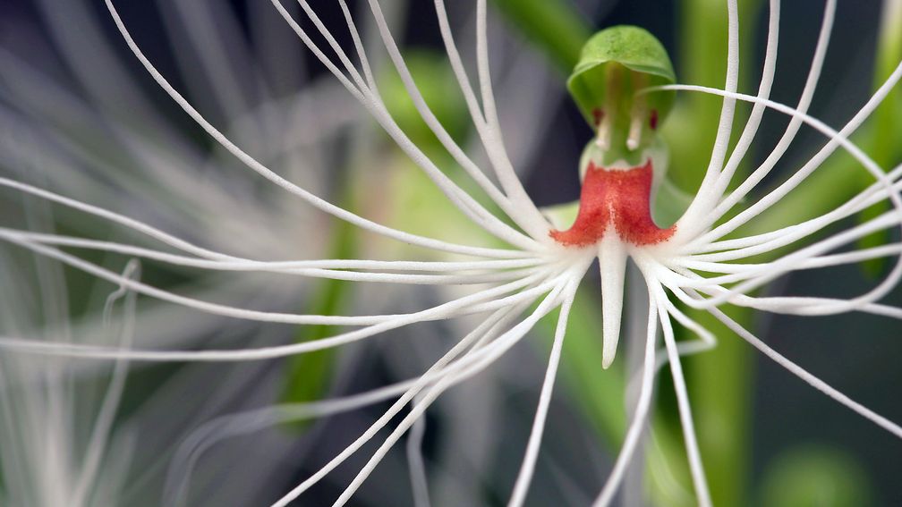 Tropische Orchideen werden hauptsächlich in Asien ausgegraben und illegal in die ganze Welt verkauft.  Bild: ZDF Fotograf: ZDF/Micha Bojanowski