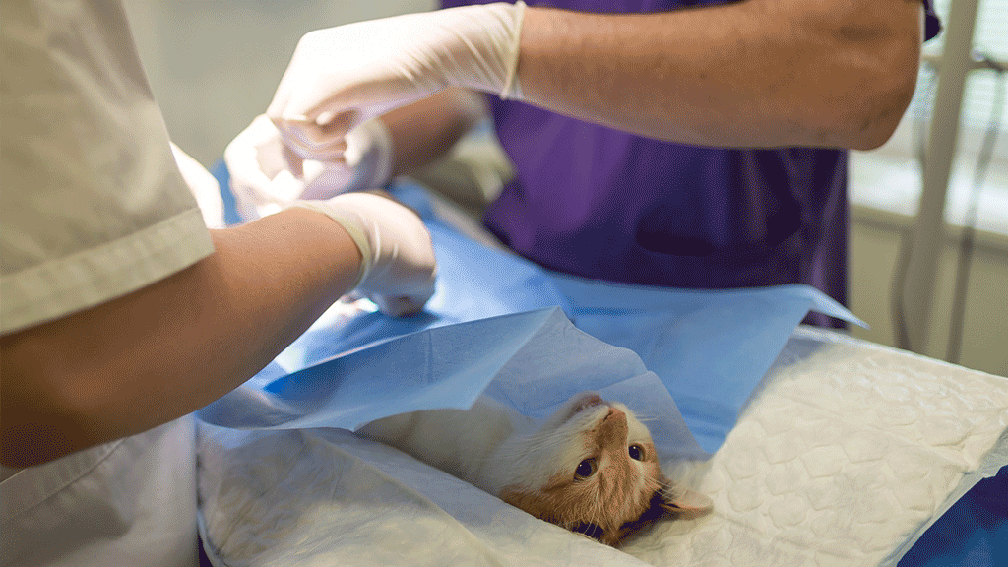 Katze beim Tierarzt (Symbolbild)