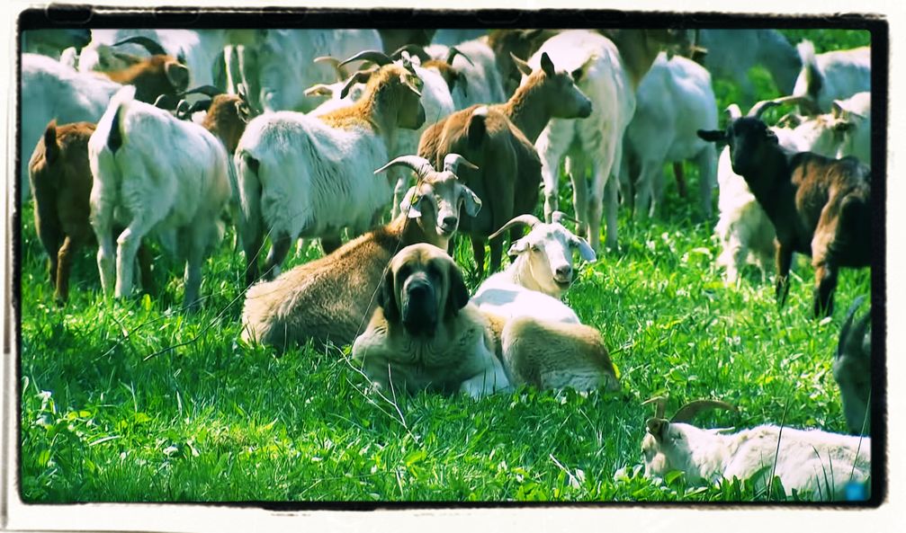 Hüte- und Herdenhunde beiten einen effektiven Schutz vor Wölfen - selbst wenn unnatürlich viele Schafe oder Ziegen gehalten werden (Symbolbild)