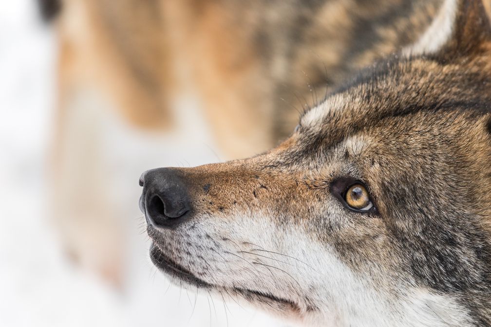 Ein konsequenter Schutz kann dem Wolf nur durch das Artenschutzrecht gewährleistet werden.  Bild: Wildtierschutz Deutschland e.V. Fotograf: Stefan Suittenpointner
