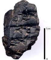 Fragment einer babylonischen Keilschrifttafel Österreichisches Archäologisches Institut (ÖAI) Kairo