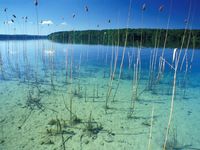 Schilfgürtel am Stechlinsee
Quelle: Foto: M. Feierabend (idw)