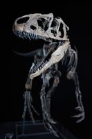 Originalskelett des jüngsten jemals gefundenen Allosauriers "LITTLE AL"Bild: Dinosaurier Museum Altmühltal Fotograf: Dinosaurier Museum Altmühltal
