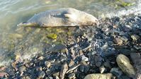 Eine tote Kaspische Robbe.