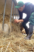 Landwirt versorgt Vieh im Stall, Deutschland