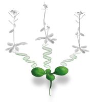 Arbeiten an der Ackerschmalwand Arabidopsis thaliana zeigen, dass eine Eizelle mit 2 Spermazellen verschmelzen kann. Die beiden Spermazellen können von zwei verschiedenen Vätern kommen. Quelle: Universität Bremen (idw)