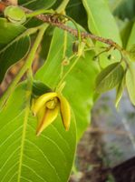 Katzenkralle (Uncaria tomentosa) ist eine Pflanzenart aus der Gattung Uncaria innerhalb der Familie der Rötegewächse (Rubiaceae). Sie ist besonders als Bestandteil in Medikamenten bekannt.