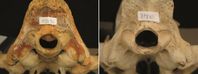 Foramen magnum von Löwenschädeln (Panthera leo); rechts: Schädel eines gesunden Löwen, links: missge
Quelle: Foto: Dr. Merav Shamir (idw)
