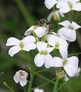 Blüten der Hallerschen Schaumkresse und ein bestäubendes Insekt Shinichiro Aikawa