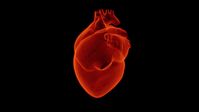 Menschliches Herz (Symbolbild)