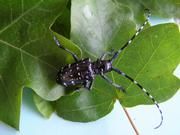 Citrusbockkäfer, Anoplophora chinensis. Bild: Bayerische Landesanstalt für Landwirtschaft, Institut für Pflanzenschutz