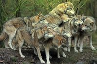 Ein friedliches Wolfsrudel: Wölfe nehmen Jägern die Arbeit weg. Zeit sie auszurotten?!