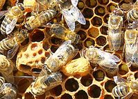 Bienen: sollen über Menschenhirn Auskunft geben. Bild: pixelio.de/Dumat