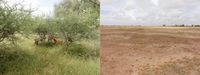 Landschaft mit dichter grüner Vegetation (li.) und karge, durch Übernutzung und Dürren geschädigte B
Quelle: Foto: Dipl.-Geogr. Martin Brandt, Universität Bayreuth; mit Autorangabe zur Veröffentlichung frei. (idw)