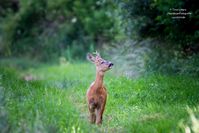 Bild: Wildtierschutz Deutschland e.V. Fotograf: Timo Litters, Wildtierschutz Deu