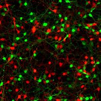 Die Nervenzellen beider Gehirnzellen müssen miteinander kommunizieren, damit der Körper bestimmte Funktionen ausführen kann.
Quelle: Foto: Philipp Mergenthaler (idw)