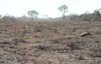 Große Teile des Landes der Ayoreo-Totobiegosode werden von Viehzüchtern abgeholzt. Bild: Survival
