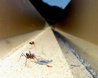 Ameisen der Art Cataglyphis noda vor ihrem Nesteingang - einem kleinen Loch im Boden des Experimentierkanals.
Quelle: Max-Planck-Institut für chemische Ökologie/Badeke (idw)