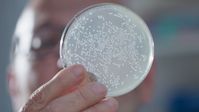 Die Suche nach den richtigen Nanobodies im Labor ist langwierig, aber sie lohnt sich./ Nutzung des Bildes nur in Verbindung mit der Sendung inkl. Social Media.