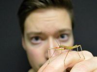 Chris Dallmann arbeitet mit Stabheuschrecken. Sie sind bis zu acht Zentimeter lang. Anders als Heusc
Quelle: Foto: CITEC/Universität Bielefeld (idw)