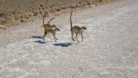 Eine Gruppe von Erdmännchen überquert die Strasse - rangtiefe Individuen müssen dabei oft die Führung übernehmen.
Quelle: © Simon Townsend  / Kalahari Meerkat Project (idw)