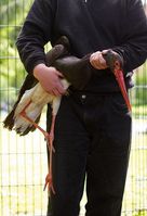 Bild: Komitee gegen den Vogelmord