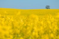 Rechtsexperten fordern ein modernes biodiversitätserhaltendes, klimaschonendes und gewässerschützendes Landwirtschaftsgesetz. Quelle: UFZ / André Künzelmann (idw)