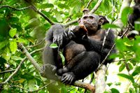 Schimpanse im Loango Nationalpark in Gabun beim Verzehr einer Schildkröte.
Quelle: Foto: Erwan Theleste (idw)