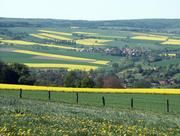 Blühende Rapsfelder beherrschen die Landschaft, und das hat Auswirkungen auf naturnahe Lebensräume, wie Wissenschaftler der Universität Würzburg nachgewiesen haben. Das Bild zeigt eine „Raps-Landschaft“ bei Scheden in der Nähe von Göttingen. Foto: Andrea Holzschuh