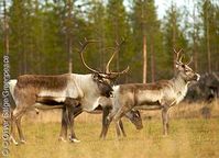 Rentiere im Peurakaira Urwald in Nord-Finnland. Borealer Wald in Finnland (Lappland) / Bild: greenpeace.de