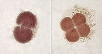 Embryonen im 2- und 4-Zellen-Stadium. Bild: Minami Himemiya / de.wikipedia.org