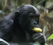 Bonobos beziehen ihren Proteinbedarf aus Pflanzen, wie hier aus Früchten der wilden Mango. C. Deimel, LuiKotale Bonobo Projekt