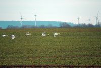 Windräder gegen Kraniche. Bild: Karl-Heinz Laube / pixelio.de