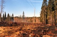 Trockener Industrie-Wald (Symbolbild)
