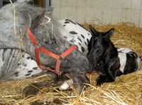 Eine Pferdegeburt bedeutet für die Stute das Gegenteil einer Stressreaktion.
Quelle: Foto: Vetmeduni Vienna (idw)