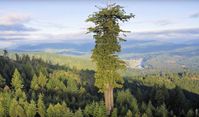 Dieser erwachsene Baum überlebte die moderne Forstwirtschaft. Heute haben wir nur Baumkinder in den Wäldern. (Symbolbild)