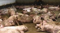 Kotverschmierte Sauen auf Betonspaltenboden - Tierwohl? Bild: Animal Rights Watch e.V. Fotograf: Animal Rights Watch e.V.