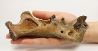 28.000 Jahre altes Fossil aus der Nordsee
Quelle: Foto: Naturhistorisches Museum Rotterdam (idw)