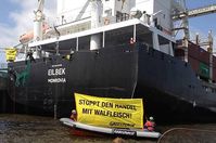 Am Mitwochmittag haben sich Greenpeace-Kletterer an die Schiffstaue des Frachters "Eilbeck" gehängt. Damit protestieren sie gegen den Weitertransport von Finnwalfleisch nach Japan. Bild: Greenpeace